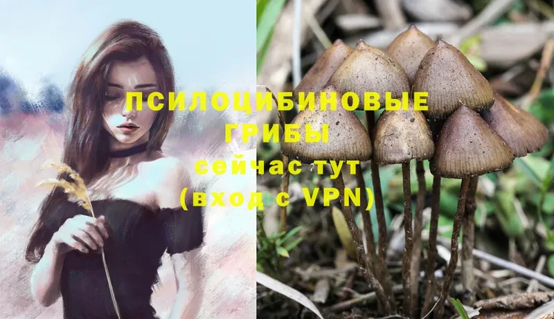 Галлюциногенные грибы Psilocybine cubensis  Усолье-Сибирское 